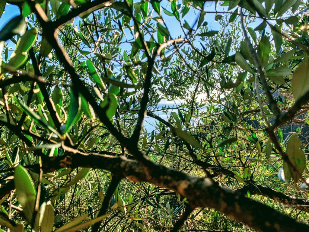 Primavera Portofino