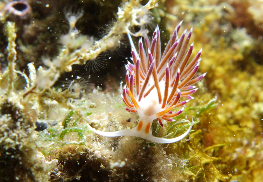 Nudibranco: foto sott acqua