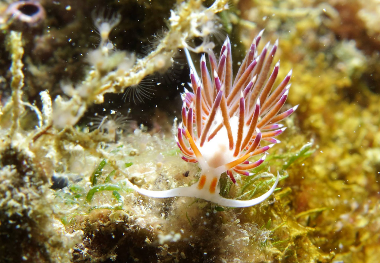 Fare Snorkeling