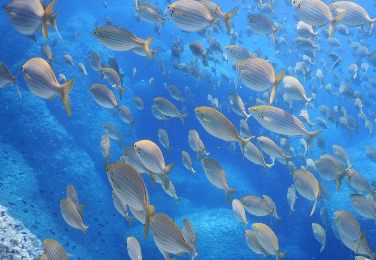 banco di salpe durante snorkeling