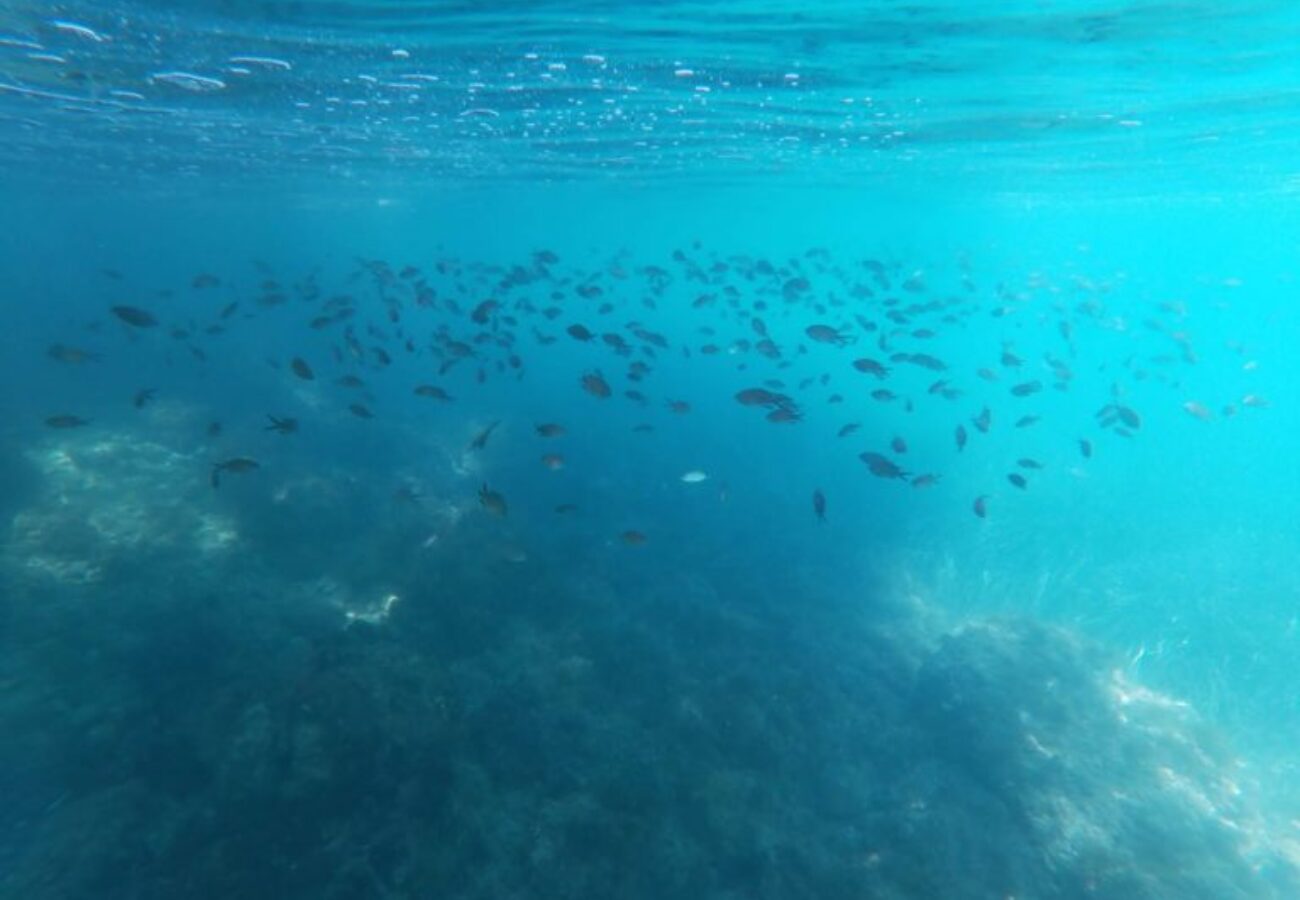 monitoraggio-snorkeling-nella-baia-di-paraggi_03-768x576