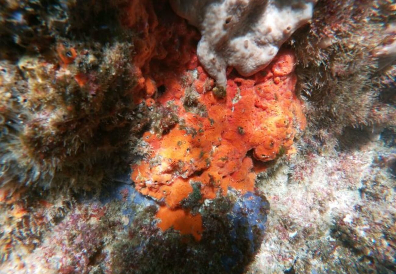 monitoraggio-snorkeling-nella-baia-di-paraggi_05-768x576
