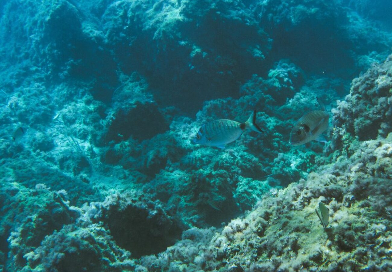 snorkeling a Portofino